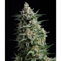 Pyramid seeds Auto Anesthesia