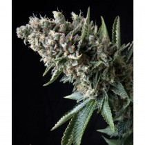 Pyramid seeds Auto Nefertiti