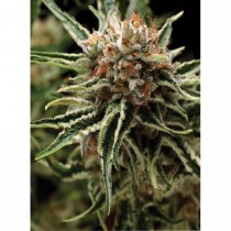 Pyramid seeds Auto Shark