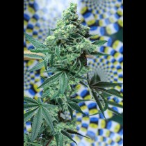 Quantum Kush
