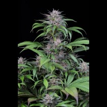 Quick Kush Dinafem