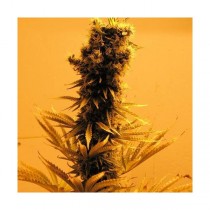 Raspberry Cough