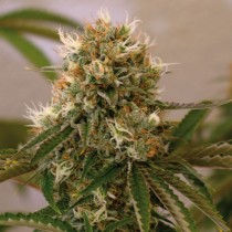 Red Cherry Berry cannabis seeds