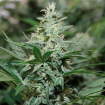 Red Dragon cannabis