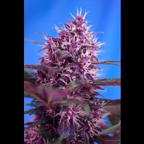 Red Poison Auto