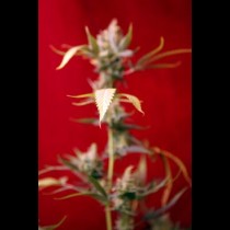 Reggae seeds Dub