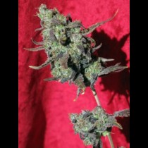 Reggae-seeds-Dancehall