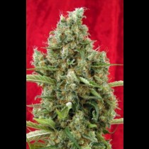 Reggae seeds Session