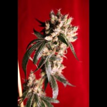 Reggae seeds Roots