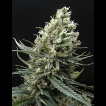 Ripper Haze