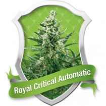 Royal Critical Automatic 