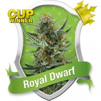 Royal Dwarf