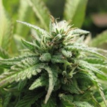 Royal Flush Nirvana Seeds