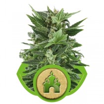 Royal kush Automatic