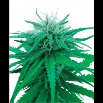 Ruderalis Indica Regular cannabis seeds