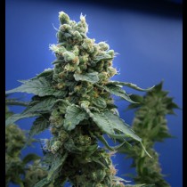 Sage-N-Sour
