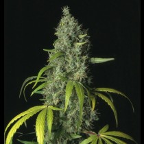 Sage TH Seeds