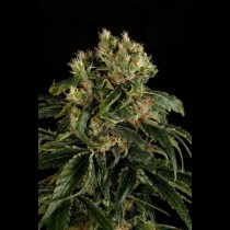 graines de Santa Sativa cannabis