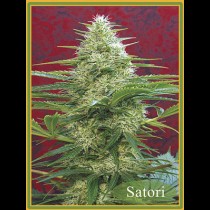 Satori Mandala Seeds