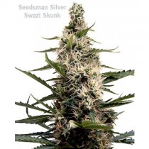 Swazi Skunk Regular