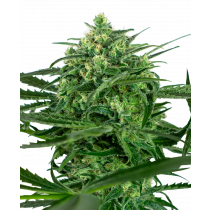 Sensi Amnesia