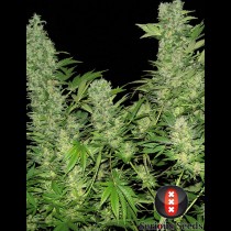 Double Dutch Serious Seeds