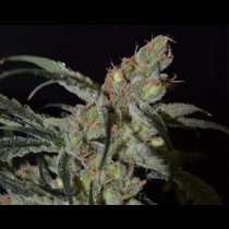Shark CBD