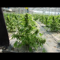 Shit Mr Nice Seeds