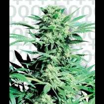 graines de cannabis Shiva Skunk Feminisees