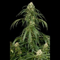 graines de Super Silver feminisee