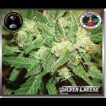 Silver Cheese cannabis seed