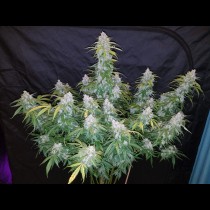 Six Shooter Auto