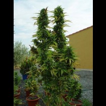 Skunk 1 Bulk Seeds