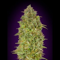 Skunk 47