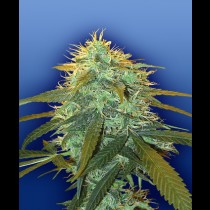 Skunk #1 