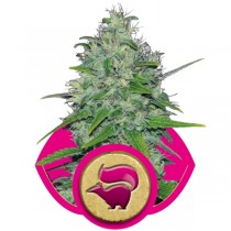 Skunk