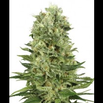 Skunk Automatic