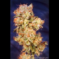 Skywalker Feminized