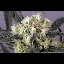 Snow Bud Feminized