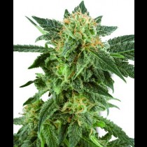 Snow Ryder seeds