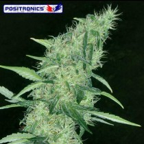 Positronics Somango 47