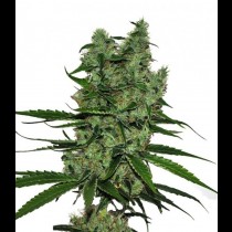 somango seeds