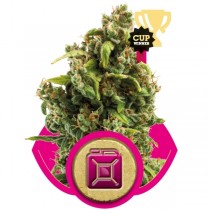 sour-diesel