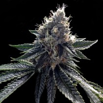 Sour Kosher