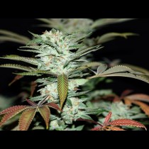 Sour Kush