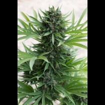 SOUR DIESEL AUTO