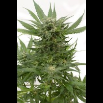 Sour Diesel Autoflowering