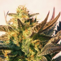 Speedy Gonzales Auto