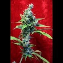 Sra Amparo Reggae seeds
