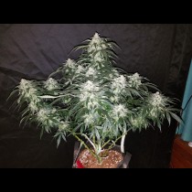 Stardawg Auto